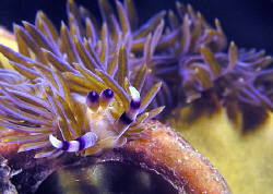 Pteraeolidia ianthina, Bare Island by Doug Anderson 